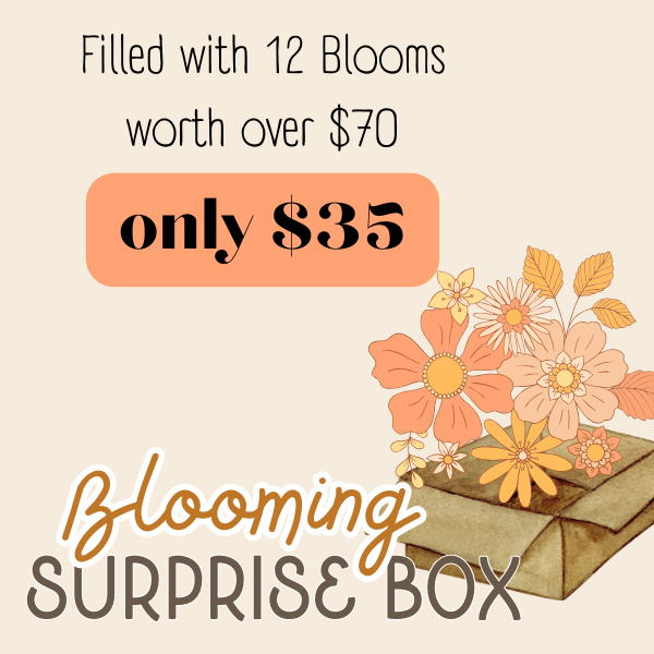 Blooming Surprise Mixed Wooden Flower Box